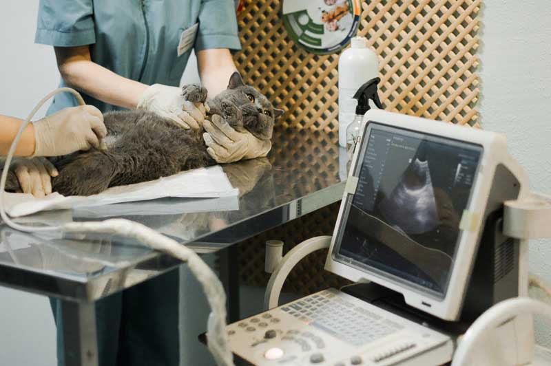 Срочный вызов ветеринарного врача в Можайск Московской области