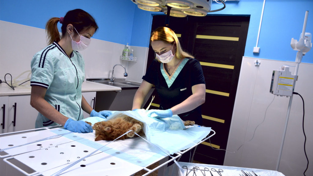 Лапраскопическая стерилизация кошки городе Можайск Московской области