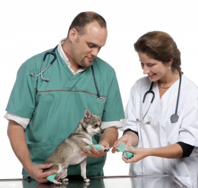 Вакцинация собаки, кошки в городе Можайск и Можайском районе Московской области