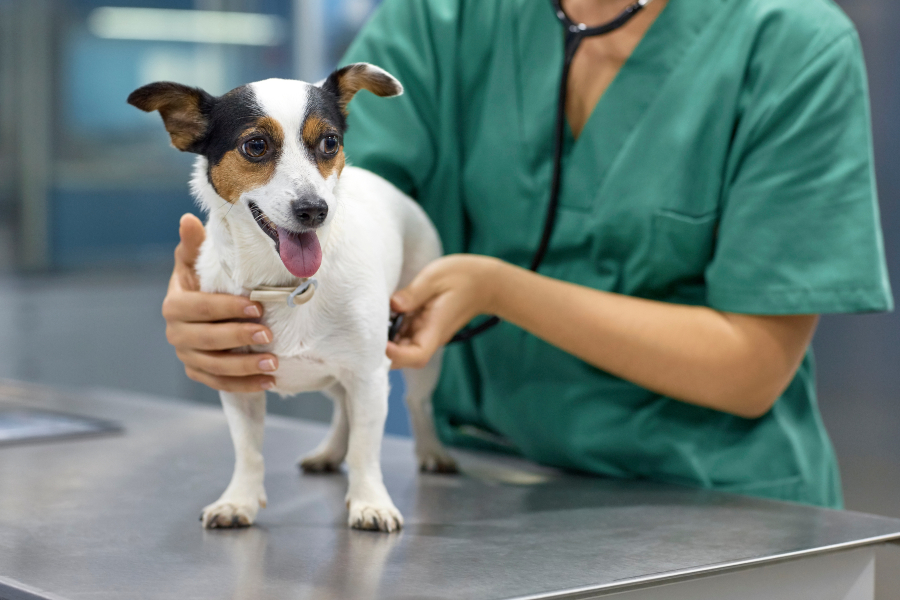Вакцинировать животное собаку или кошку в городе Можайск