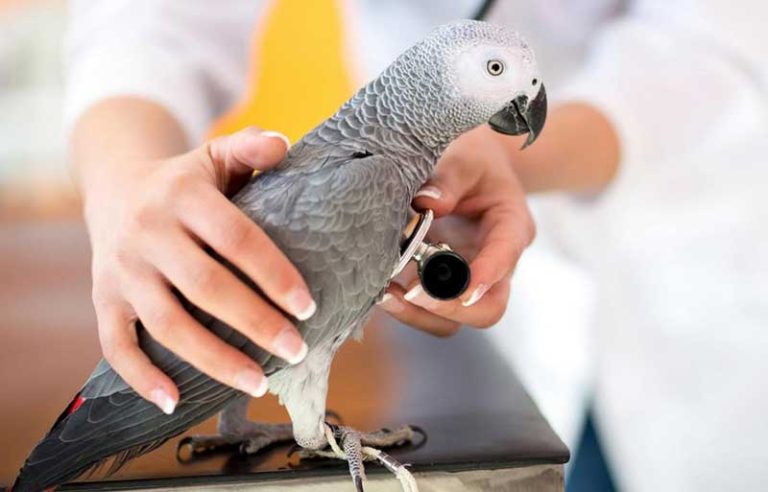 Лечение птиц в городе Можайске