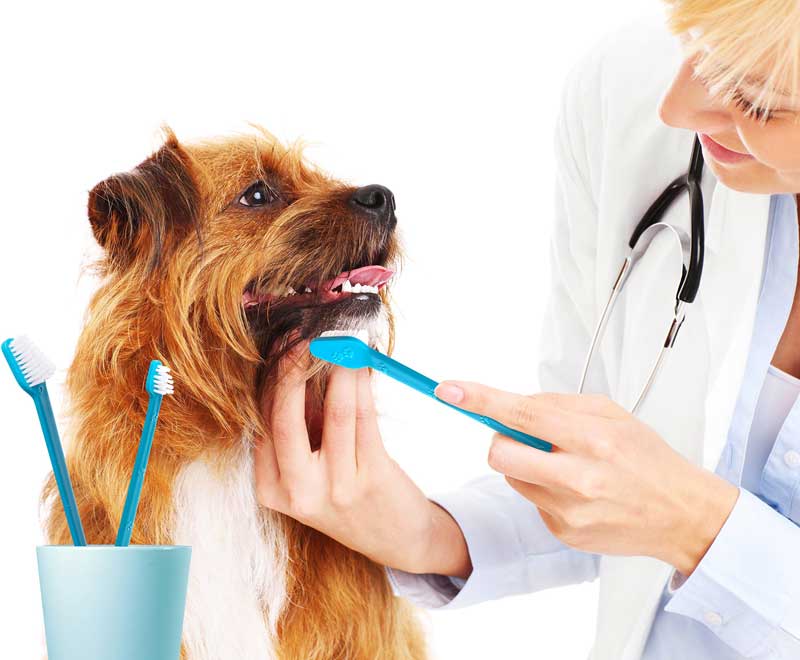 Стоматолог для собаки, кошки в Можайске