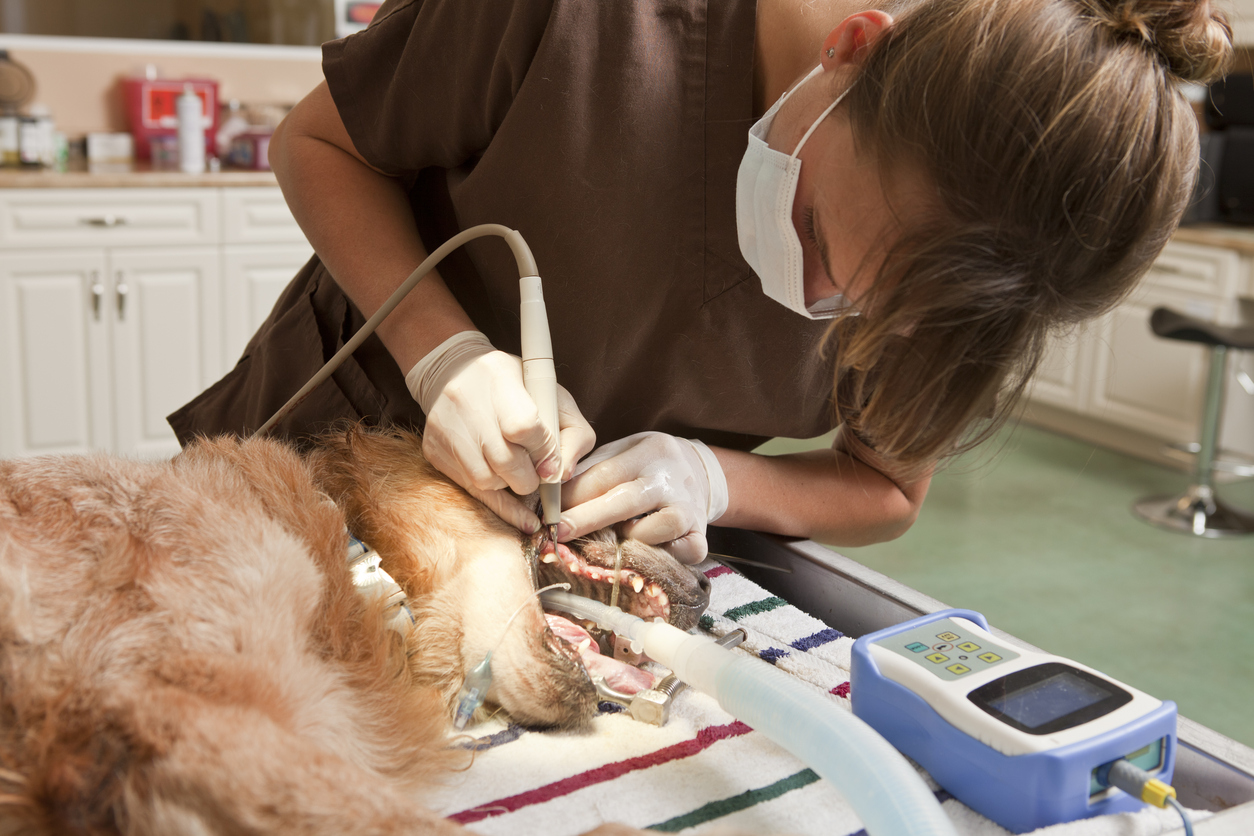 Удаление зубного камня у собак, кошек в городе Можайске Московской области