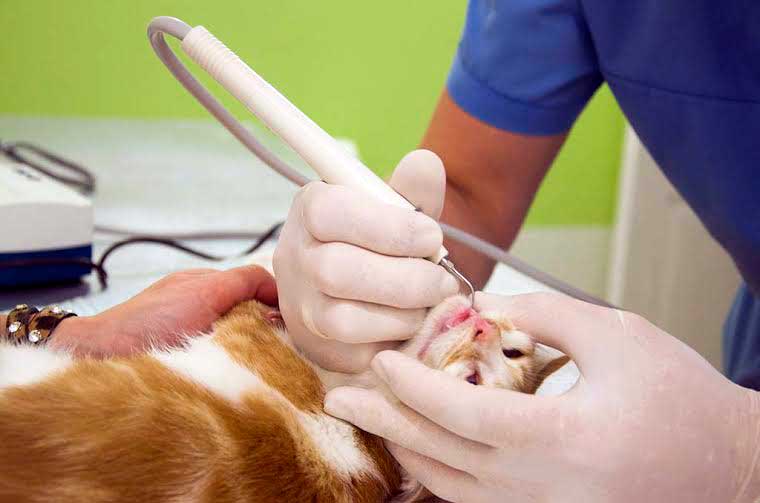 Чистка зубов у животных (собаки, кошки) ультрозвуковом в городе Можайске