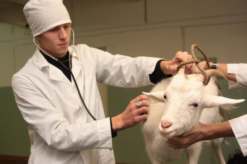 Лечение коз, коров, лошадей , баран Можайск и Можайском районе