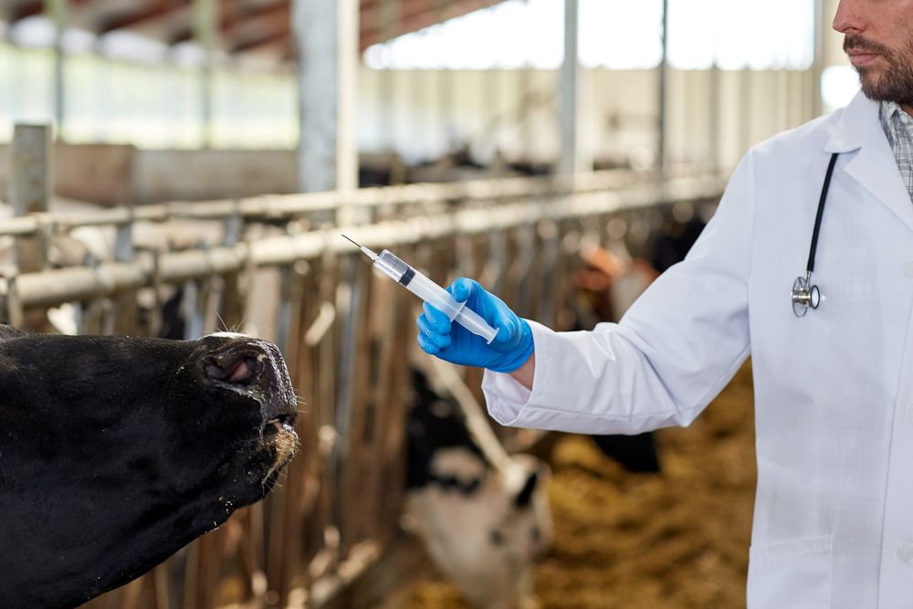 вакцинация обработки сельскохозяйственных животных (коз, лошадей, баран, коров) Можайск и Можайском районе