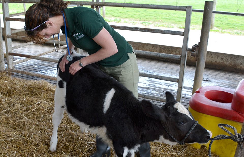 вакцинация обработки сельскохозяйственных животных (коз, лошадей, баран, коров) Можайск и Можайском районе