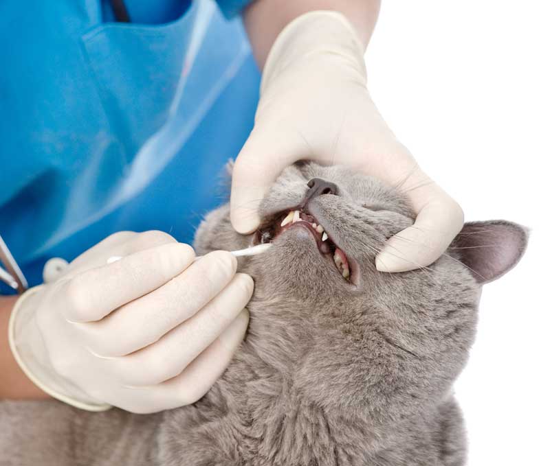 Вызов на дом ветеринара стоматолога для животных по городу Можайске и Можайском районе Московской область